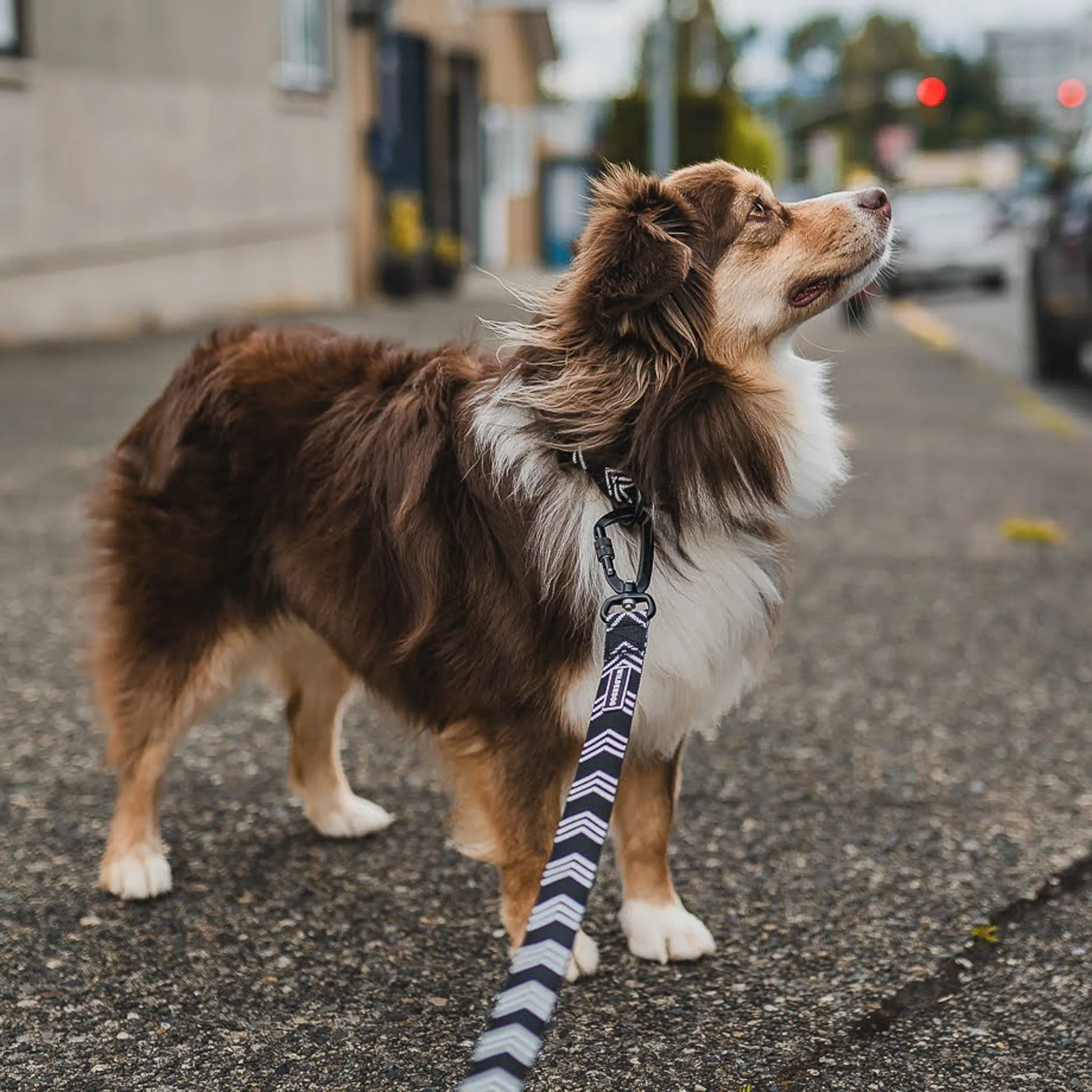 Orca Ultralight Leash